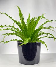 Bird Nest Fern