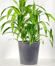 Dracaena