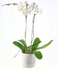 Phalaenopsis