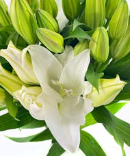 White Oriental Lily Ten Stem